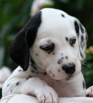 Sweet dalmatian puppy | 강아지