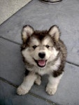 Puppy smile! dog-smiles | 강아지, 사랑은
