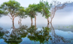 dawn lake fog and reflection 새벽 안개와 호수의 반영 (With images) | Cool landscapes, Landscape