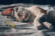 A Healthy Cat Is A Happy Cat. A cats behaviour is definitely a complex thing to comprehend. They can be fractious in addition to picky... 