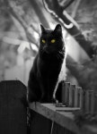 Click the Photo For More Adorable and Cute Cat Videos and Photos #cutecats #cats #kittens #catvideos | 동물, 고양이