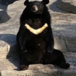 Asian Black Bear(이미지 포함)