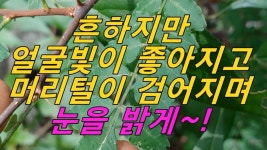 건강에 있는 ksi님의 핀 - 2020 | 약초, 건강, 치료법
