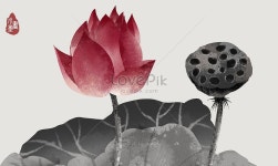 련, 홍련, 핑크 연꽃, 핑크 연꽃, 여름, 여름, 여름, 여름, 여름 장면, 연꽃, 붉은 잉어, 이슬방울, 이슬방울, 이슬방울, 노을, 운영, … | 배경, 벽화, 꽃