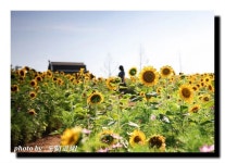 Lee on Instagram: “#해바라기사진... 사진이야기📸 #해바라기🌻” | Plants, Outdoor, Photo C-k. Lee on Instagram: “#해바라기사... 