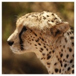 Cheetah Camp | 동물