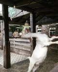 Repost of @jky900114|호주염소 스트레칭도 잘하네  #yoga #goat #goatyogaclasses #염소요가강좌 #stretching #호주염소 http... 