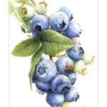 by @tinomjk to #cartel_watercolorists 강사전에 전시될 블루베리와 안락수염노린재 #Blueberries #보타니컬아트 #botanicalart... 