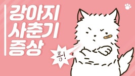 우리 집 강아지 문제 행동, 사춘기가 원인일 수도!? 우리 집 강아지, 사춘기인지 영상을 보고 판별해보세요! | 강아지, 행동, 집
