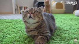 Cream Heroes Lulu 루루 | Cute cats, Animals and pets, Cats