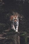 Pin de 규명 김 en 호랭이 | Fotos de animales salvajes, Animales terrestres, Animales salvajes