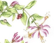 Jardine Godwin honeysuckle | 꽃 그리기, 꽃그림, 식물 세밀화