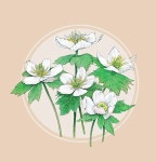 한국의 야생화 (16) | 패브릭 페인팅, 꽃그림, 야생화