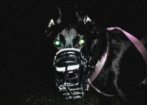 puppies bite too | 개, 감정