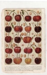 Pin on 세밀화