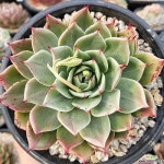 러스트네일 0107 - 2023