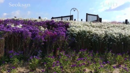 가을 꽃 축제-양주 나리 공원(석산영상 제공) | 꽃, 가을꽃