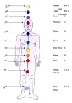 12 Chakra System | 요가