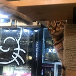 Photo_@sojeong_25 #고양이 #cat #catcafe #고양이카페 #냥스타그램 #신촌고양이다락방 #고양이다락방신촌… | Animals, Playlist... 