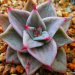 제이드스타금4449-1(variegated) - 다육식물(Succulents) - 2023 | 다육 식물, 농장