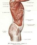 Musculus epicranius - Google 검색 | 해부학 강좌, 인체