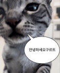 @인스타 bori_stars | 고양이 밈, 동물 밈, 동물
