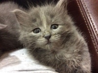 정말! 어떻게 해요? | 고양이