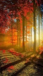 Nature Fall share moments | 풍경 사진, 자연 그림, 자연