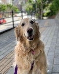 365일  365일. 산책하기 좋은날 🐶 🐶 🐶 (병은 의사에게 약은 약사에게 산책은 도그워커에게… | Golden retriever, Retriever... 