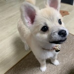 1.응? 2.헤 3.기린? 4.기린! 5.기린찹찹 in 2020 | Dog language, Your dog, Dogs