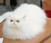 white persian cat Exactly like my Cyrus | 고양이