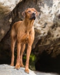 Rhodesian Ridgeback Arthur (@ridgeback.king) • Instagram photos and videos(이미지 포함)
