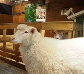 lurvethelife: HONGIK UNIVERSITY STATION, SEOUL: Thanks Nature Sheep Cafe 땡스 네이쳐 카페