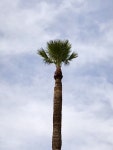 Metro Phoenix EcoFloras Journal · iNaturalist