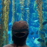 Honey Dog | Spotify Honey Dog