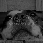 Massage Sounds For Dogs | Meditation Focus - Album by Music for Dogs Ears, Jazz Music Therapy for Dogs, Music for Leaving Dogs... 