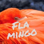Flamingo - Single by Twosome | Spotify Flamingo