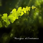 Musique d Ambiance - Album by Musique d Ambiance Series | Spotify Musique d Ambiance
