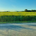 Greener Grass - Single by Morgan Bronner | Spotify Greener Grass