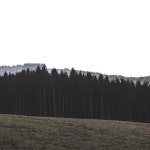 Forest - Single by Makalp | Spotify Forest