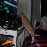 why u say dat - song by Tielor, Tayygl0kk | Spotify why u say dat