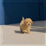 강아지의 달콤한 꿈 - song and lyrics by 강아지의 하루 | Spotify 강아지의 달콤한 꿈