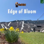 Edge of Bloom - song and lyrics by SailSki | Spotify Edge of Bloom