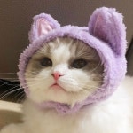 Meow Anthem - song and lyrics by MeowMan | Spotify Meow Anthem