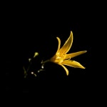 Sobrevida - EP by Pablo Matías Vidal | Spotify Sobrevida