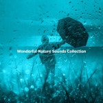 ! ! ! ! Wonderful Nature Sounds Collection ! ! ! ! - Album by Nature Noise, Sounds of Nature Relaxation, Nature & Rainforest... 