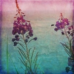 Midnight Peaches - song by Some Tones | Spotify Midnight Peaches