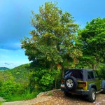 Pearblossom - song and lyrics by Thomas Mora | Spotify Pearblossom