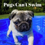 Pugs Cant Swim - song and lyrics by Colly the Chocolate Monster, Delaney | Spotify Pugs Cant Swim