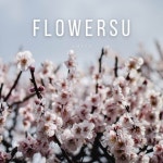 Fowersu - Single by Amycs | Spotify Fowersu